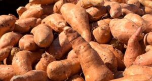 Batatas gratis antes del Día de Acción de Gracias en el condado de Pickens Batatas gratis antes del Día de Acción de Gracias en el condado de Pickens