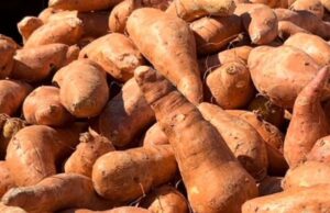 Batatas gratis antes del Día de Acción de Gracias en el condado de Pickens Batatas gratis antes del Día de Acción de Gracias en el condado de Pickens