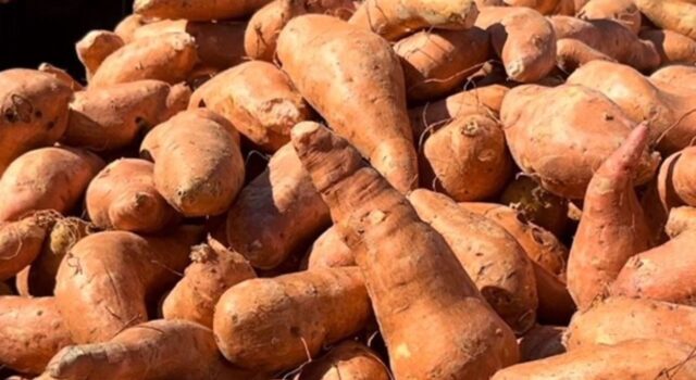 Batatas gratis antes del Día de Acción de Gracias en el condado de Pickens Batatas gratis antes del Día de Acción de Gracias en el condado de Pickens