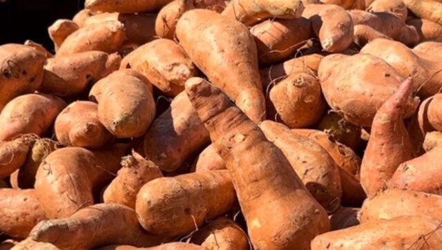 Batatas-gratis-antes-del-Dia-de-Accion-de-Gracias-en-el-condado-de-Pickens Batatas gratis antes del Día de Acción de Gracias en el condado de Pickens