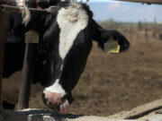 México busca extender emergencia nacional por plaga de gusano barrenador del ganado México busca extender emergencia nacional por plaga de gusano barrenador del ganado