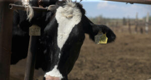 México busca extender emergencia nacional por plaga de gusano barrenador del ganado México busca extender emergencia nacional por plaga de gusano barrenador del ganado