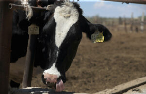México busca extender emergencia nacional por plaga de gusano barrenador del ganado México busca extender emergencia nacional por plaga de gusano barrenador del ganado