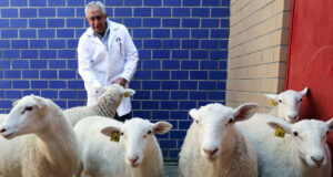 México clonó su primer borrego, iniciando nueva era de biotecnología animal México clonó su primer borrego, iniciando nueva era de biotecnología animal