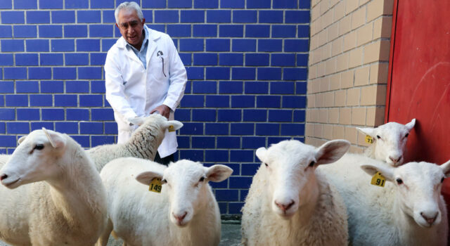 México clonó su primer borrego, iniciando nueva era de biotecnología animal México clonó su primer borrego, iniciando nueva era de biotecnología animal
