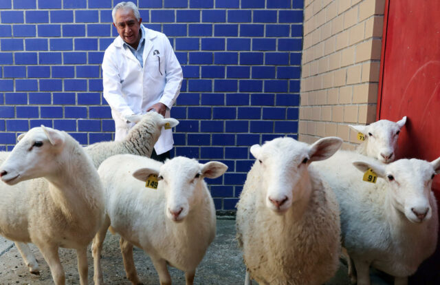 Con su primer borrego clonado, México inicia una nueva era de biotecnología animal México clonó su primer borrego, iniciando nueva era de biotecnología animal