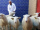 México clonó su primer borrego, iniciando nueva era de biotecnología animal México clonó su primer borrego, iniciando nueva era de biotecnología animal
