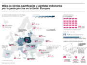 Peste porcina causa sacrificio de miles de cerdos y millonarias pérdidas en la UE Peste porcina causa sacrificio de miles de cerdos y millonarias pérdidas en la UE