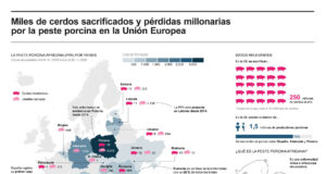 Peste porcina causa sacrificio de miles de cerdos y millonarias pérdidas en la UE Peste porcina causa sacrificio de miles de cerdos y millonarias pérdidas en la UE