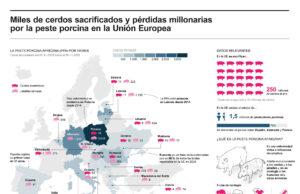 Peste porcina causa sacrificio de miles de cerdos y millonarias pérdidas en la UE Peste porcina causa sacrificio de miles de cerdos y millonarias pérdidas en la UE
