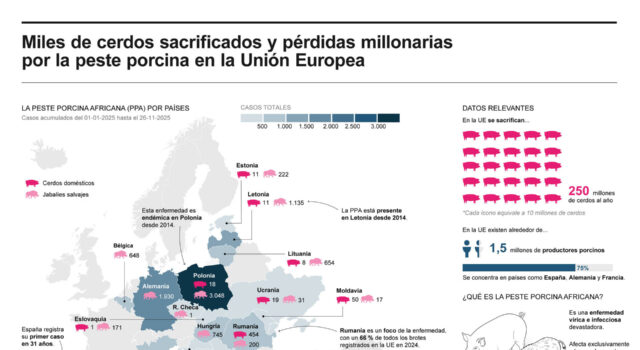 Peste porcina causa sacrificio de miles de cerdos y millonarias pérdidas en la UE Peste porcina causa sacrificio de miles de cerdos y millonarias pérdidas en la UE