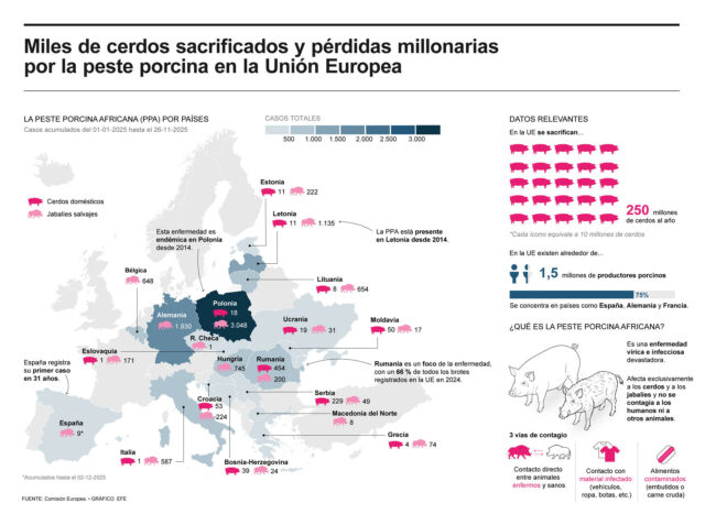 Miles de cerdos sacrificados y pérdidas millonarias por la peste porcina en la UE Peste porcina causa sacrificio de miles de cerdos y millonarias pérdidas en la UE