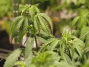 Comisión de Alabama aprueba 3 licencias para dispensarios de marihuana medicinal Comisión de Alabama aprueba 3 licencias para dispensarios de marihuana medicinal