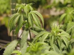 Comisión de Alabama aprueba 3 licencias para dispensarios de marihuana medicinal Comisión de Alabama aprueba 3 licencias para dispensarios de marihuana medicinal