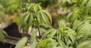 Comisión de Alabama aprueba 3 licencias para dispensarios de marihuana medicinal Comisión de Alabama aprueba 3 licencias para dispensarios de marihuana medicinal