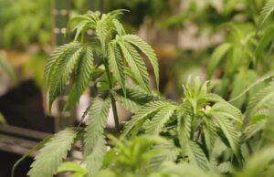 Comisión de Alabama aprueba 3 licencias para dispensarios de marihuana medicinal Comisión de Alabama aprueba 3 licencias para dispensarios de marihuana medicinal