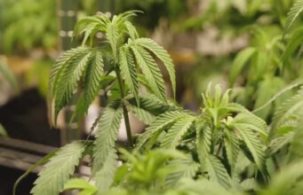 Comisión de Alabama aprueba 3 licencias para dispensarios de marihuana medicinal Comisión de Alabama aprueba 3 licencias para dispensarios de marihuana medicinal