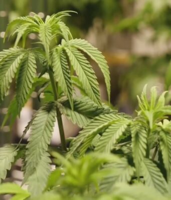 Comisión de Alabama aprueba 3 licencias para dispensarios de marihuana medicinal Comisión de Alabama aprueba 3 licencias para dispensarios de marihuana medicinal