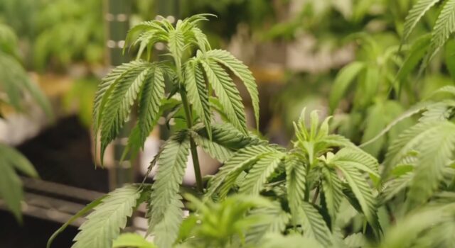 Comisión de Alabama aprueba 3 licencias para dispensarios de marihuana medicinal Comisión de Alabama aprueba 3 licencias para dispensarios de marihuana medicinal