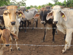 México refuerza y amplía dispositivo para luchar contra plaga de gusano barrenador México refuerza y amplía dispositivo para luchar contra plaga de gusano barrenador