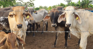 México refuerza y amplía dispositivo para luchar contra plaga de gusano barrenador México refuerza y amplía dispositivo para luchar contra plaga de gusano barrenador