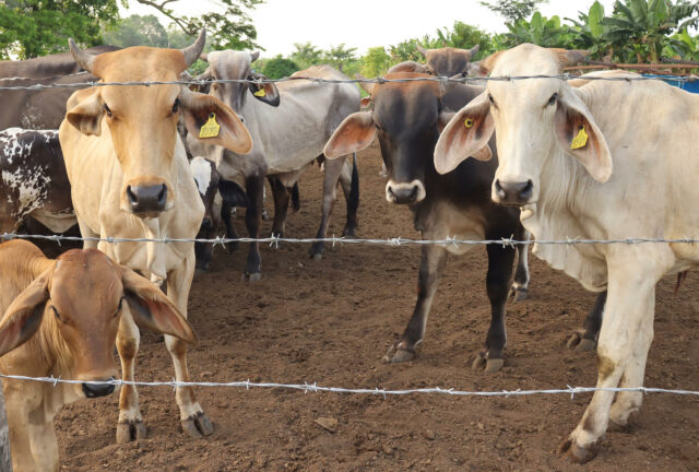 México refuerza y amplía dispositivo para luchar contra plaga de gusano barrenador