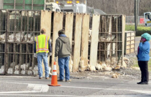 Camión de pollos se volcó en Tuscaloosa, dejando pollos sueltos en la carretera Camión de pollos se volcó en Tuscaloosa, dejando pollos sueltos en la carretera