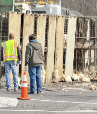 Camión de pollos se volcó en Tuscaloosa, dejando pollos sueltos en la carretera Camión de pollos se volcó en Tuscaloosa, dejando pollos sueltos en la carretera