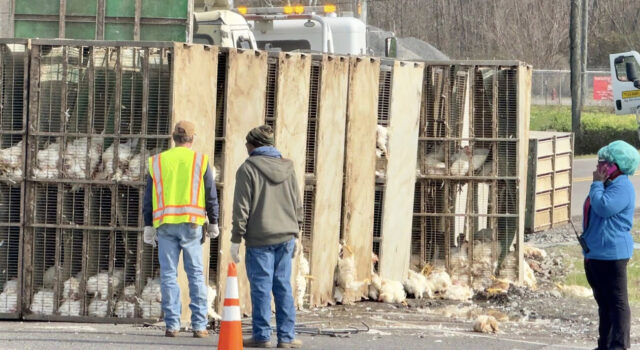 Camión de pollos se volcó en Tuscaloosa, dejando pollos sueltos en la carretera Camión de pollos se volcó en Tuscaloosa, dejando pollos sueltos en la carretera