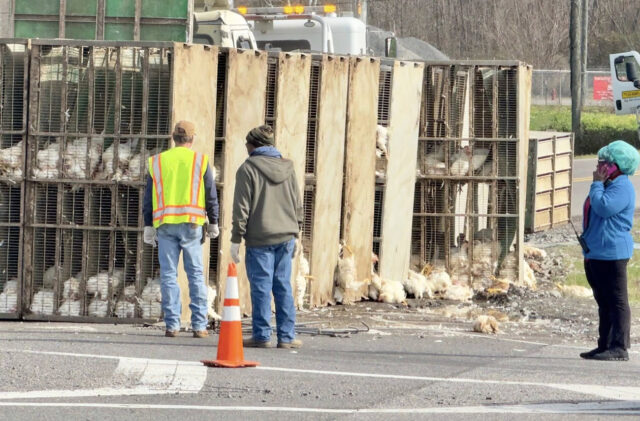 Camión de pollos se volcó en Tuscaloosa, dejando pollos sueltos en la carretera Camión de pollos se volcó en Tuscaloosa, dejando pollos sueltos en la carretera