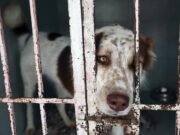 Refugio mexicano acusa a fundación de causar muertes de mascotas tras desalojo Refugio mexicano acusa a fundación de causar muertes de mascotas tras desalojo