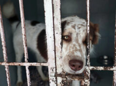 Refugio mexicano acusa a fundación de causar muertes de mascotas tras desalojo Refugio mexicano acusa a fundación de causar muertes de mascotas tras desalojo