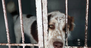 Refugio mexicano acusa a fundación de causar muertes de mascotas tras desalojo Refugio mexicano acusa a fundación de causar muertes de mascotas tras desalojo