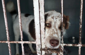 Refugio mexicano acusa a fundación de causar muertes de mascotas tras desalojo Refugio mexicano acusa a fundación de causar muertes de mascotas tras desalojo