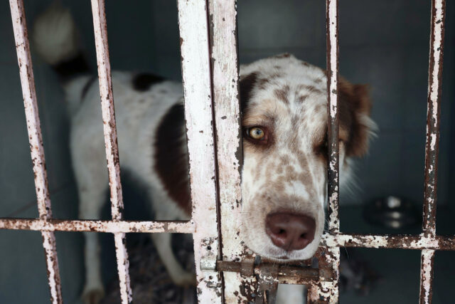 Refugio de animales acusa a fundación por muerte de perros y gatos tras desalojo en México Refugio mexicano acusa a fundación de causar muertes de mascotas tras desalojo