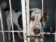 Refugio mexicano acusa a fundación de causar muertes de mascotas tras desalojo Refugio mexicano acusa a fundación de causar muertes de mascotas tras desalojo