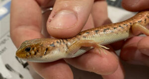 Condena histórica en Australia para traficante de especies silvestres y reptiles nativos Condena histórica en Australia para traficante de especies silvestres y reptiles nativos