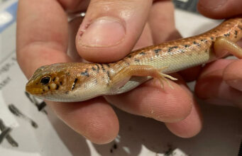Condena histórica en Australia para traficante de especies silvestres y reptiles nativos Condena histórica en Australia para traficante de especies silvestres y reptiles nativos