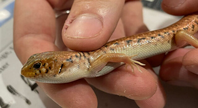 Condena histórica en Australia para traficante de especies silvestres y reptiles nativos Condena histórica en Australia para traficante de especies silvestres y reptiles nativos