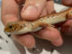 Condena histórica en Australia para traficante de especies silvestres y reptiles nativos Condena histórica en Australia para traficante de especies silvestres y reptiles nativos