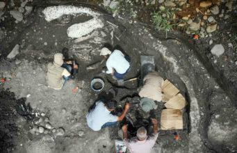 Hallazgo de fósiles de megafauna en Costa Rica revela secretos del Pleistoceno Hallazgo de fósiles de megafauna en Costa Rica revela secretos del Pleistoceno