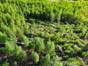 Paraguay elimina sesenta toneladas de marihuana en operativo fronterizo con Brasil Paraguay elimina sesenta toneladas de marihuana en operativo fronterizo con Brasil