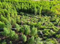 Paraguay elimina sesenta toneladas de marihuana en operativo fronterizo con Brasil Paraguay elimina sesenta toneladas de marihuana en operativo fronterizo con Brasil