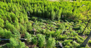 Paraguay elimina sesenta toneladas de marihuana en operativo fronterizo con Brasil Paraguay elimina sesenta toneladas de marihuana en operativo fronterizo con Brasil