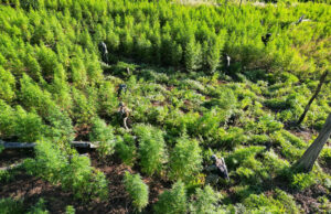 Paraguay elimina sesenta toneladas de marihuana en operativo fronterizo con Brasil Paraguay elimina sesenta toneladas de marihuana en operativo fronterizo con Brasil