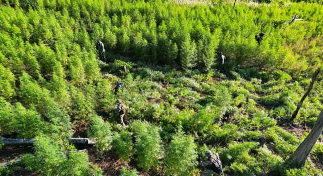 Paraguay elimina sesenta toneladas de marihuana en operativo fronterizo con Brasil Paraguay elimina sesenta toneladas de marihuana en operativo fronterizo con Brasil