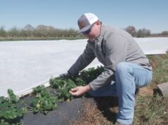 Agricultor de Clanton se prepara para temporada de melocotones pese a desafíos económicos Agricultor de Clanton se prepara para temporada de melocotones pese a desafíos económicos