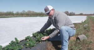 Agricultor de Clanton se prepara para temporada de melocotones pese a desafíos económicos Agricultor de Clanton se prepara para temporada de melocotones pese a desafíos económicos