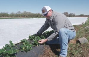 Agricultor de Clanton se prepara para temporada de melocotones pese a desafíos económicos Agricultor de Clanton se prepara para temporada de melocotones pese a desafíos económicos