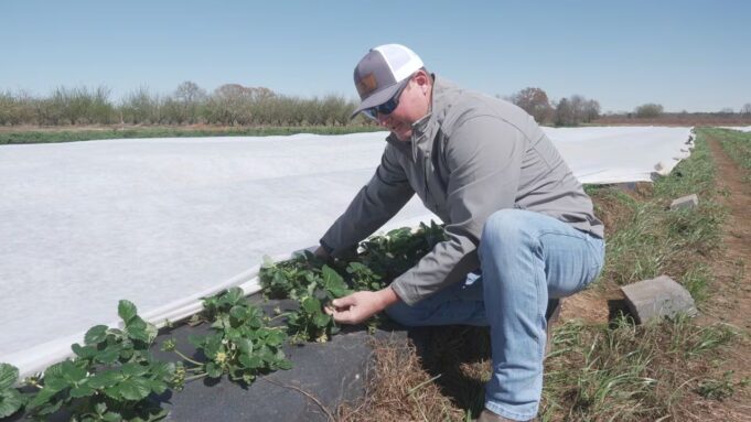 Agricultor de Clanton se prepara para temporada de melocotones pese a desafíos económicos Agricultor de Clanton se prepara para temporada de melocotones pese a desafíos económicos